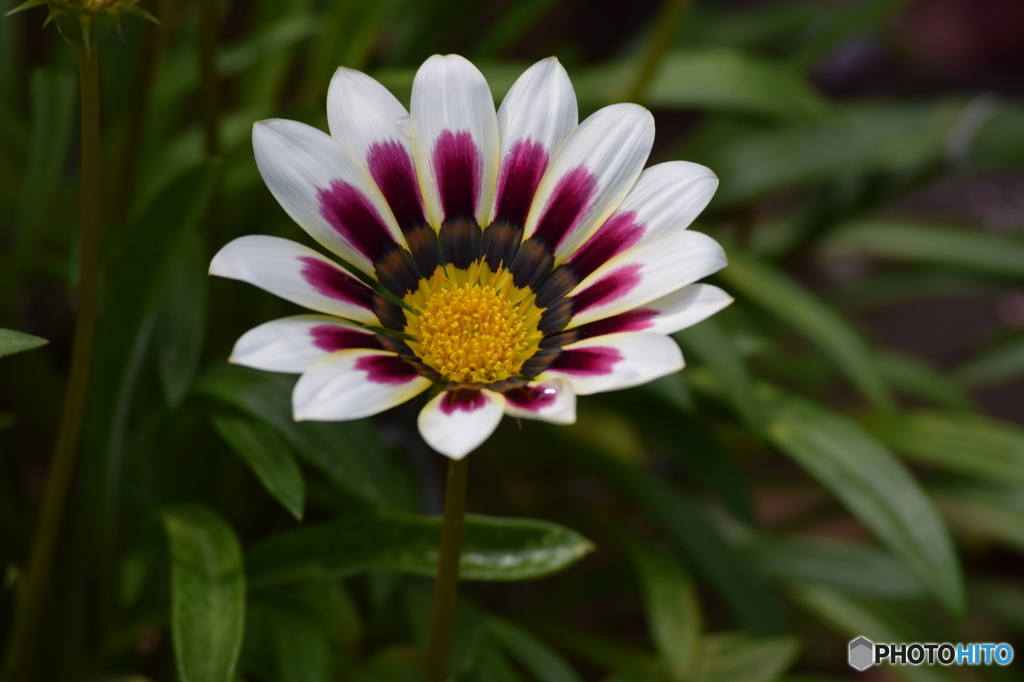 ガザニア　秋の花期