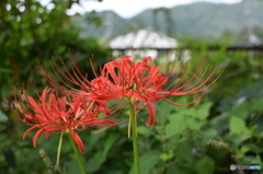 彼岸花