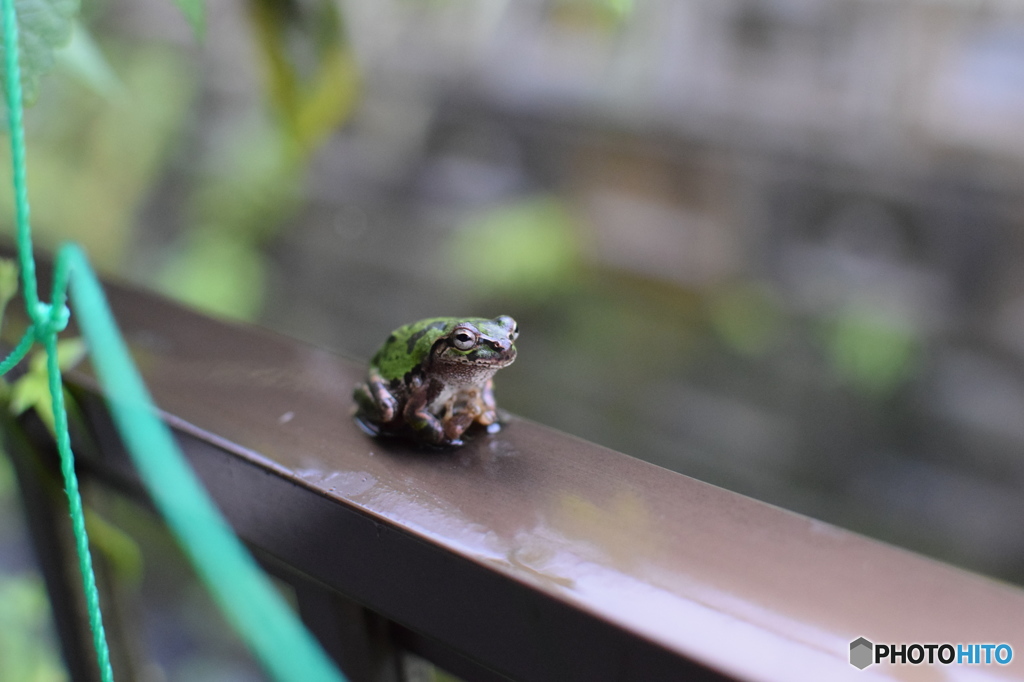 雨の日は好きですか？