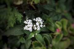 名前知らない花