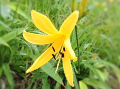 ニッコウキスゲ 霧降高原