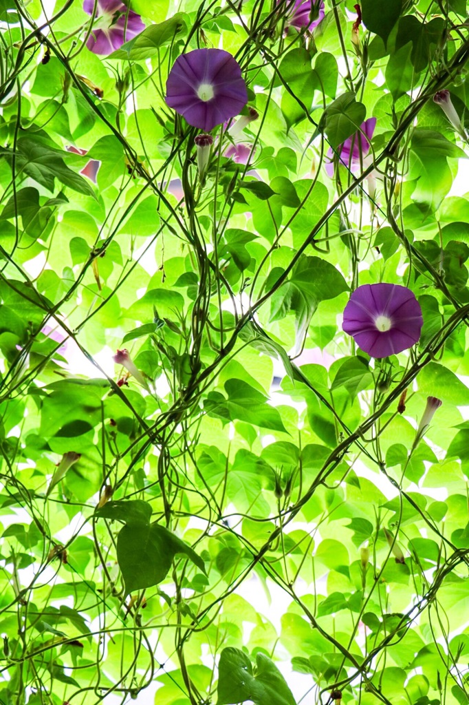 グリーンカーテン