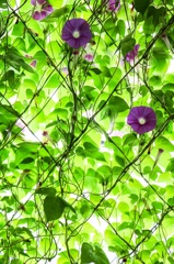 グリーンカーテン