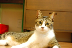 呼ばれました？