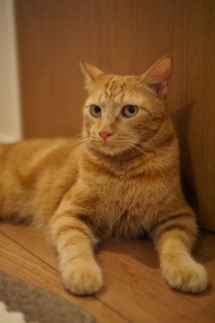怒ってませんから！
