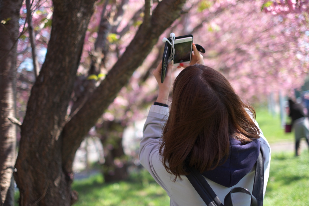 桜見上げる