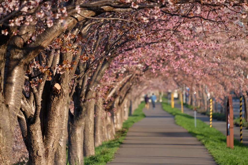 桜トンネル