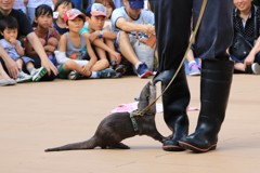 荒ぶるカワウソ