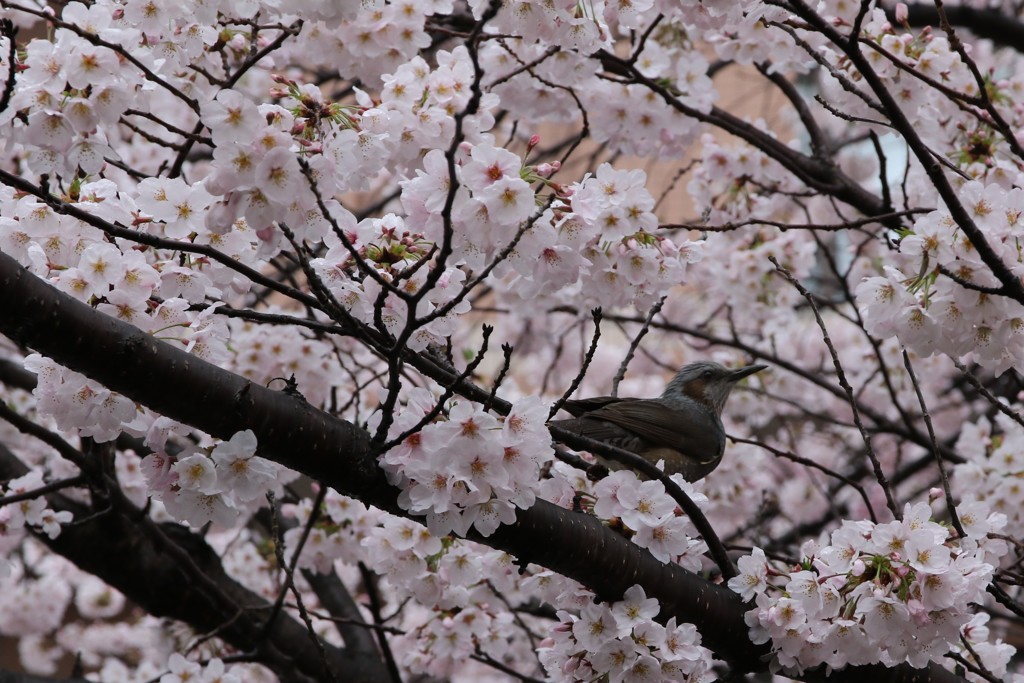 花鳥