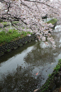 花に小雨