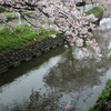 花に小雨