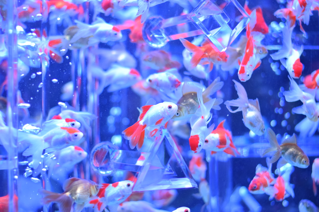 金魚