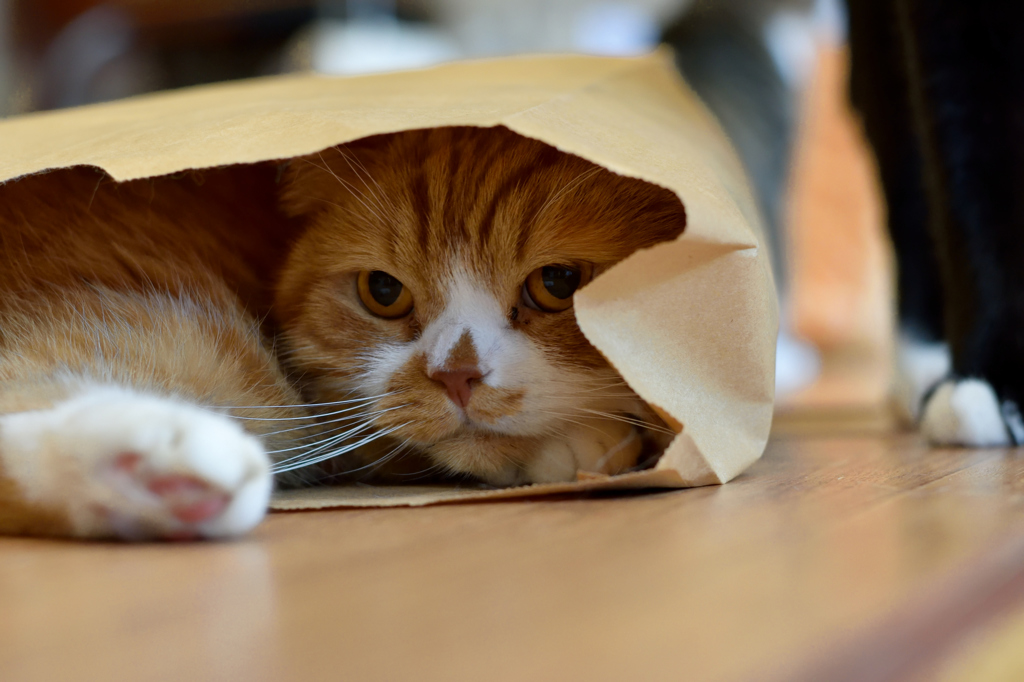 紙袋と猫２　次は僕だにゃ～