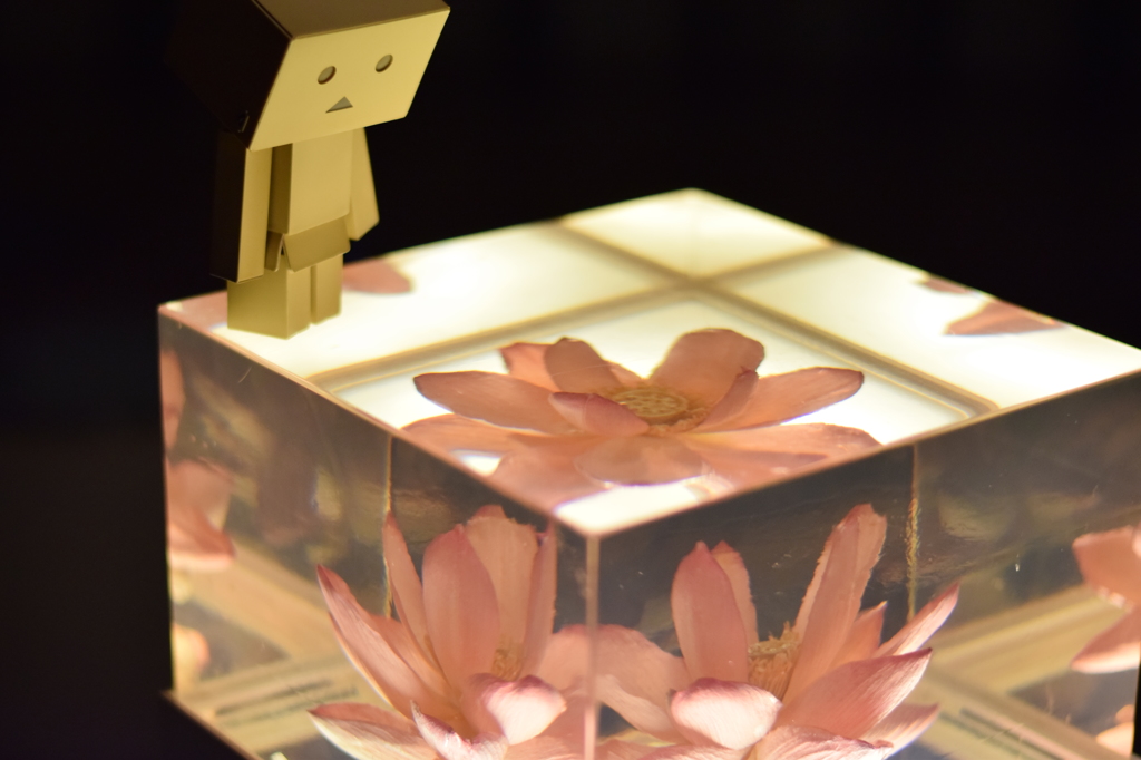 初めての花見～ダンボーは見惚れる！
