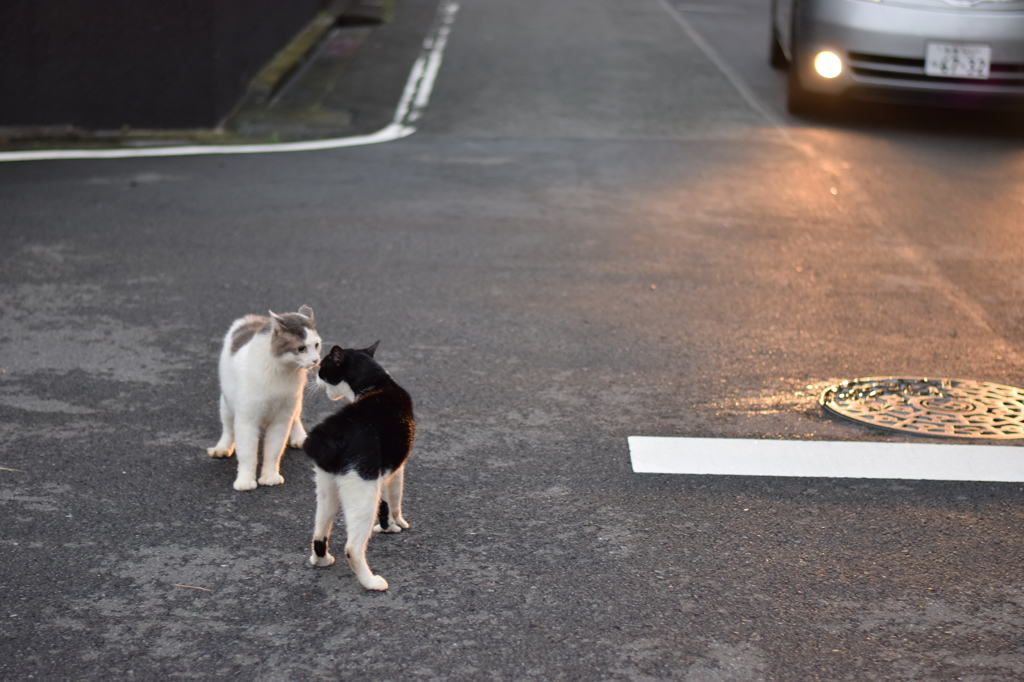 道路の真ん中でのけんかは危ないよ