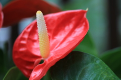 植物園にて