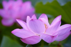 蓮の花