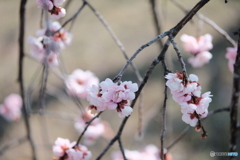 梅の花