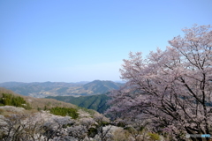 桜山