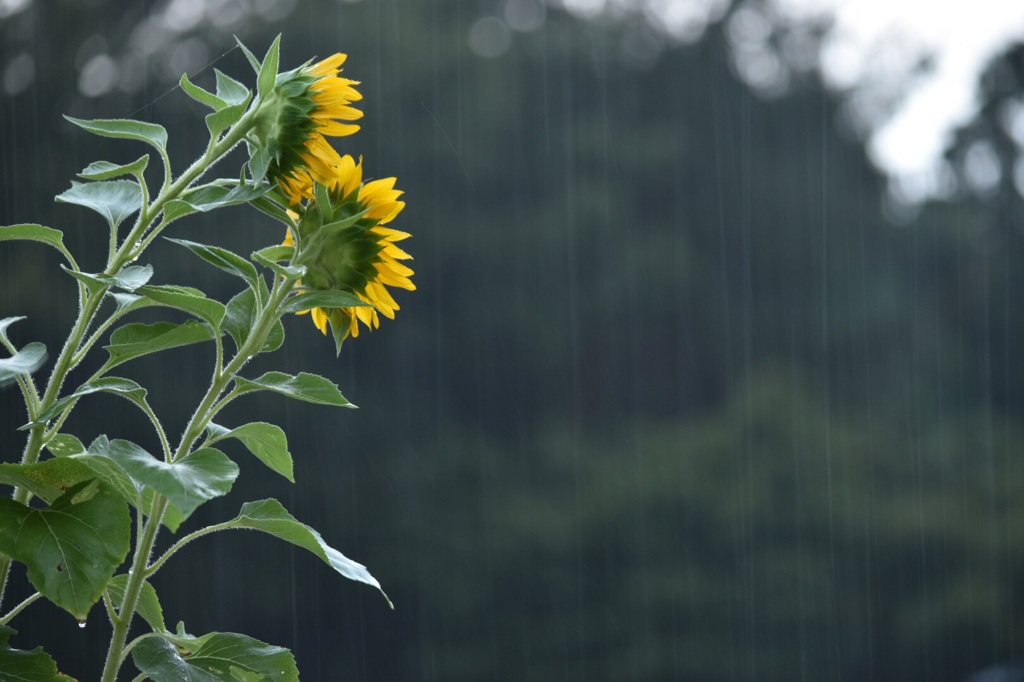 向日葵と雨