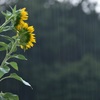 向日葵と雨