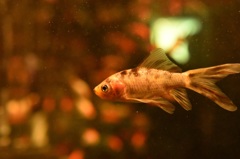 金魚