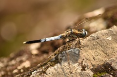 シオカラトンボ