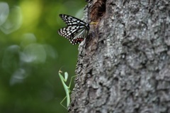 カマキリvsアカボシゴマダラ