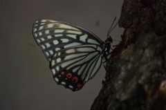 アカボシゴマダラ