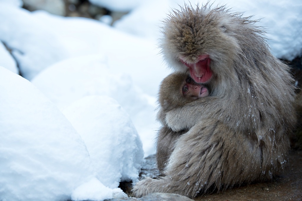 親子の愛