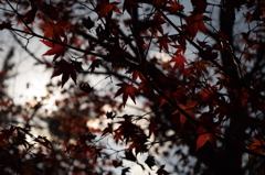 透かし紅葉
