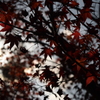 透かし紅葉