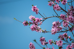濃い桜-3