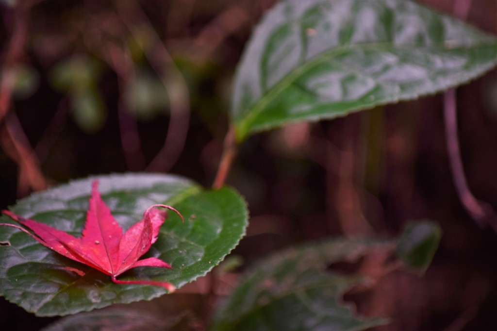 Leaf on leaf