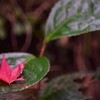 Leaf on leaf
