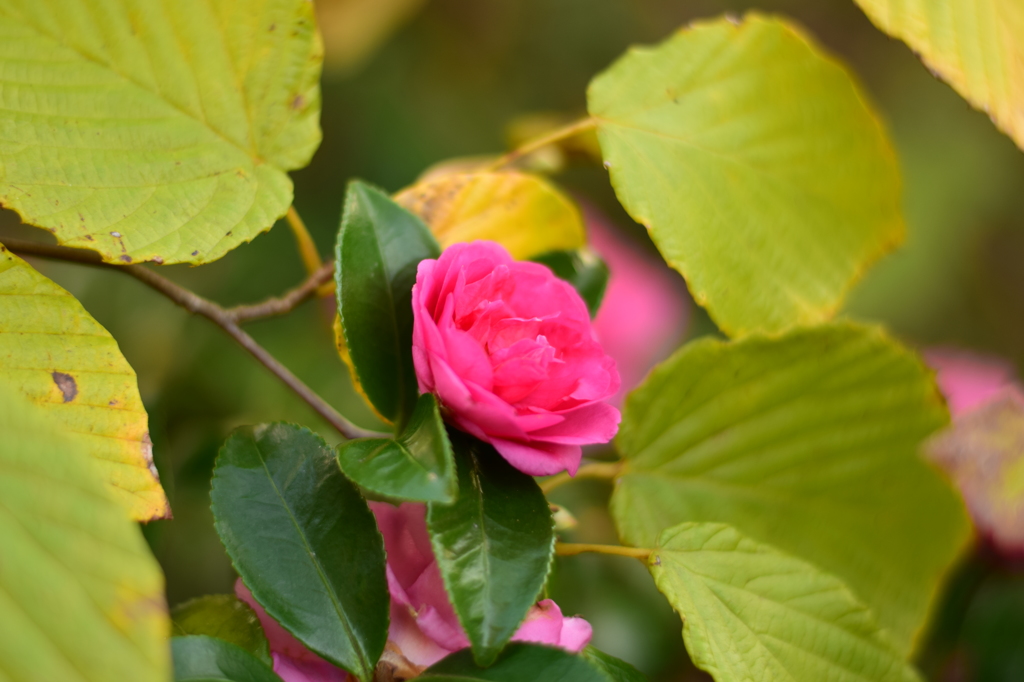 山茶花