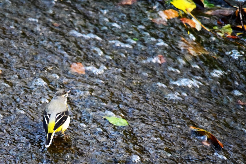キセキレイ