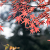 日差し