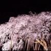枝垂桜-1