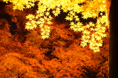 黄葉-4