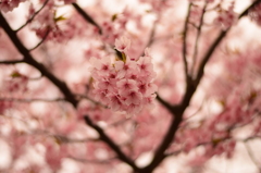 山桜-1