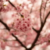 山桜-1