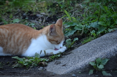にゃー
