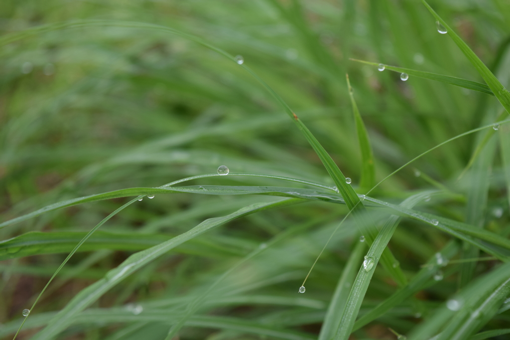 雫