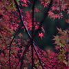 香嵐渓-1