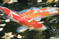 浅草旅行記　銀杏と鯉