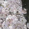 桜とスズメ