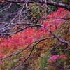 香嵐渓-4