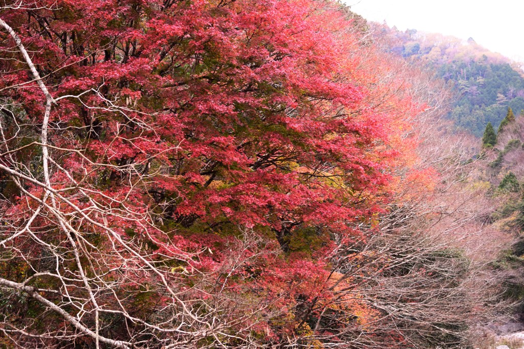 香嵐渓-3