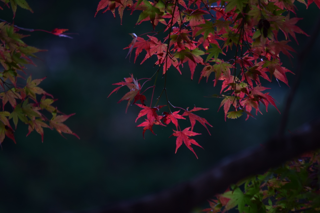 香嵐渓-2